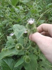 Arctium