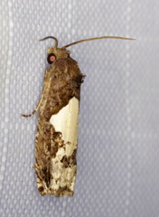 Epiblema dorsisuffusana