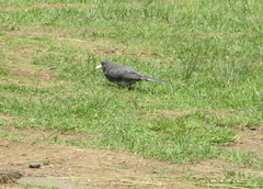 Junco hyemalis carolinensis
