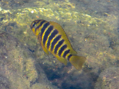 Tropheus moorii