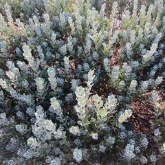 Magnoliopsida