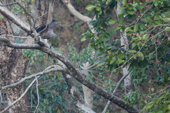 Haliaeetus ichthyaetus