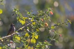 Pycnonotus leucogenys