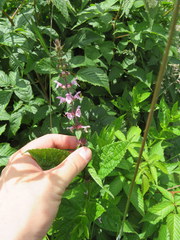 Stachys latidens