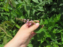 Stachys latidens
