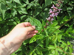 Stachys latidens