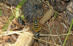 Chrysotoxum cautum