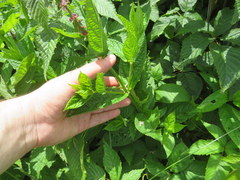 Stachys latidens