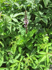 Stachys latidens