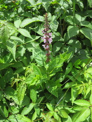 Stachys latidens