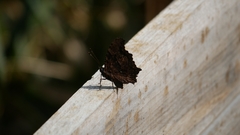 Kaniska canace nojaponicum