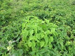 Ageratina roanensis