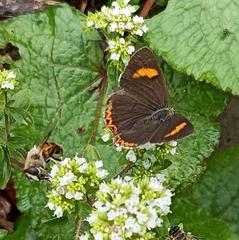 Heliophorini