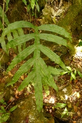 Microsorum membranifolium