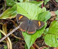 Heliophorini