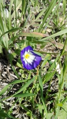 Convolvulus tricolor
