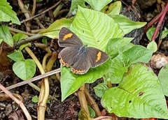 Heliophorini