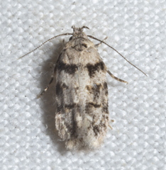 Pseudotelphusa palliderosacella