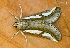 Euscirrhopterus poeyi