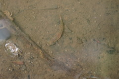 Wuhanlinigobius polylepis