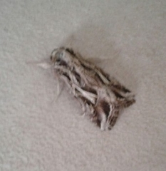 Spodoptera pulchella