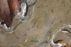 Wuhanlinigobius polylepis