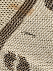 Chromagrion conditum