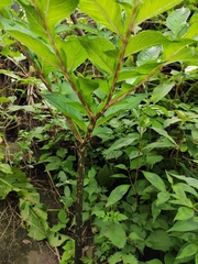 Amorphophallus kiusianus