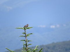Junco hyemalis carolinensis