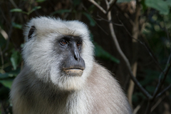 Semnopithecus schistaceus