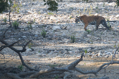 Panthera tigris tigris