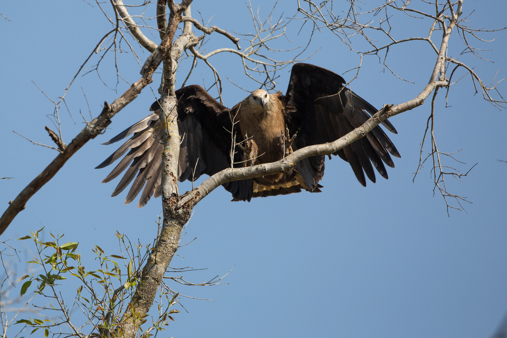 Pallas's Fish Eagle