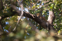 Panthera pardus fusca