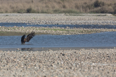 Haliaeetus leucoryphus