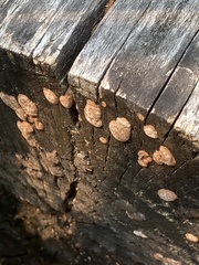 Fungi