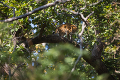 Panthera pardus fusca