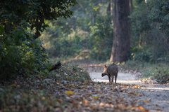 Sus scrofa cristatus