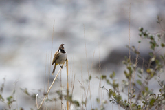 Pycnonotus leucogenys