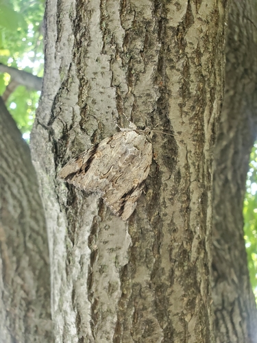 Sad Underwing photo 4