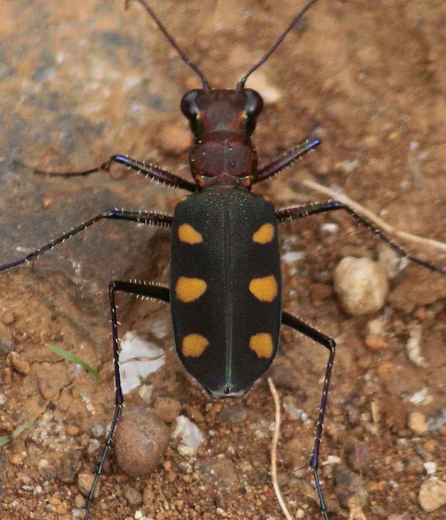 Cicindela safraneki