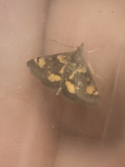 Pyrausta orphisalis