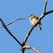 photo of Pacific-slope Flycatcher (Empidonax difficilis)