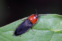 Ampedus rubricollis
