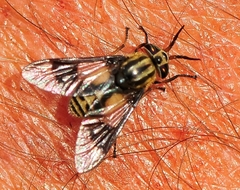 Chrysops callidus