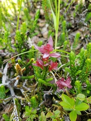 Exobasidium cassiopes