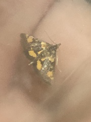Pyrausta orphisalis