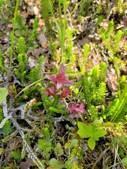 Exobasidium cassiopes