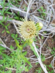 Cirsium remotifolium