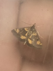 Pyrausta orphisalis