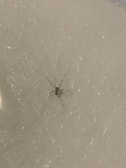 Arachnida